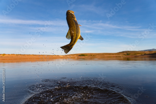 Big Bass Large mouth - Fishing on lake