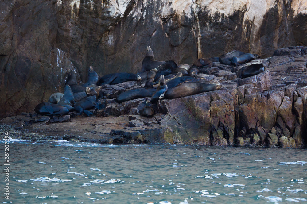 Fototapeta premium Lots of sea lions on rocks next to ocean