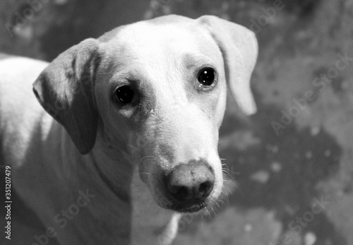 alone street dogs in delhi.