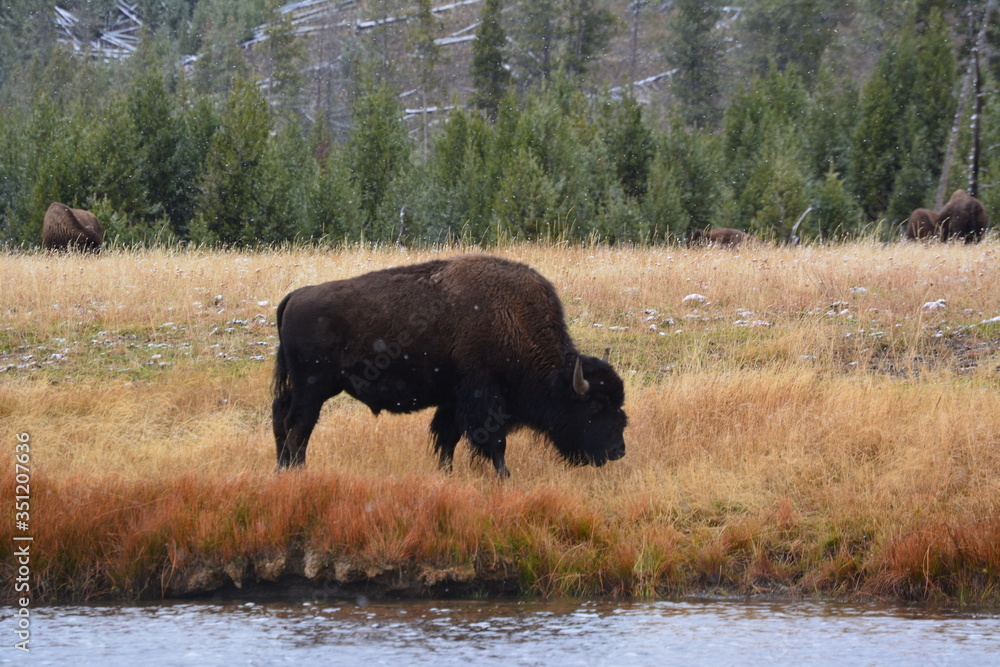 Büffel - Yellowstone National Park