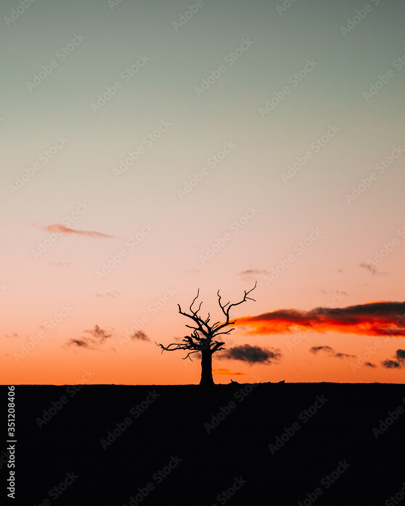 Tree Silhouette at Sunset