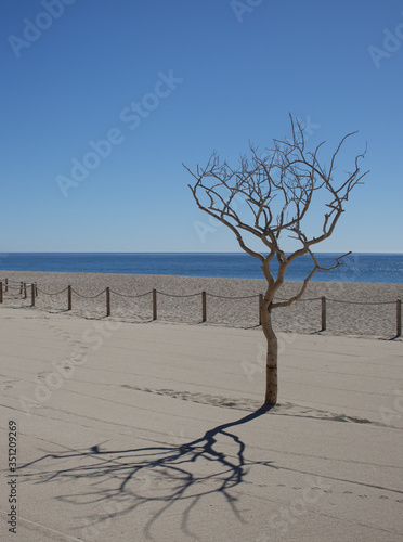 lonely tree on the beach