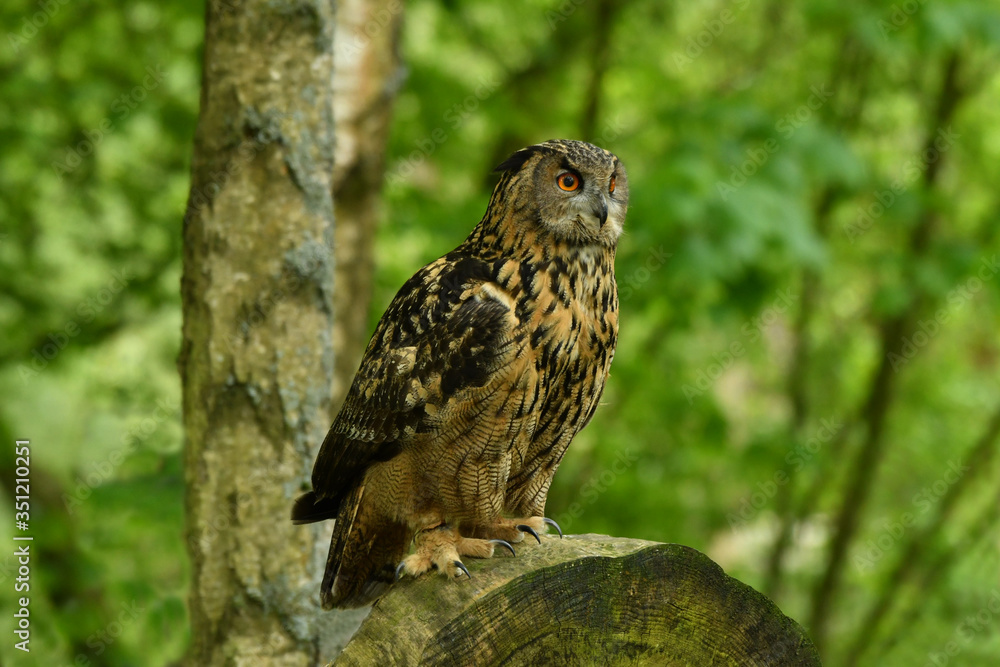 Long-eared owl perched on the post Long-eared owl perched on the post