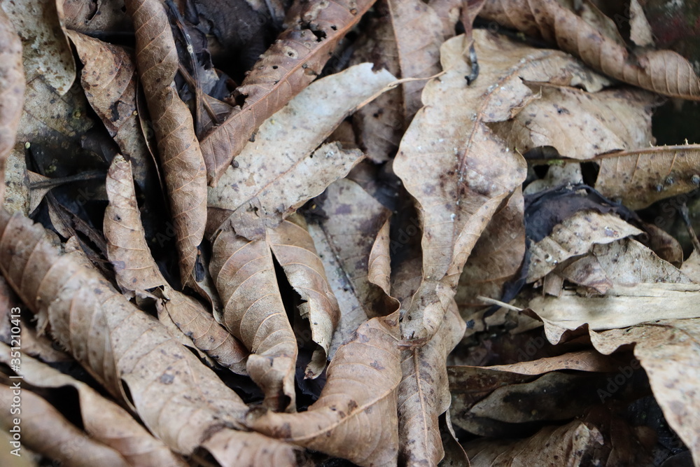 Naklejka premium Dry brown fallen leaves as background