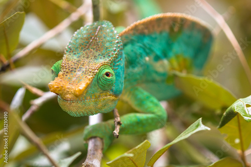 Parson's Chameleon (Calumma parsonii) © JanErik