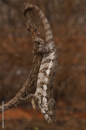 Oustalet's Giant Chameleon (Furcifer oustaleti) photo