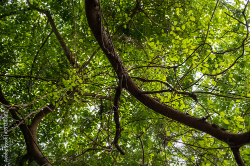 tree background with green leaves © Priyadarshi Ranjan