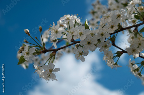 Beautiful white flowers of a cherry against the blue sky