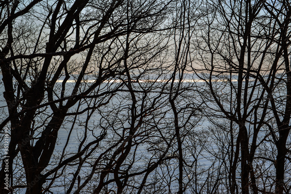 Bare trees of a forest in autumn, silhouettes against the sea in the evening Bare trees of a forest in autumn, silhouettes against the sea in the evening