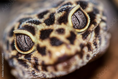 Common leopard gecko (Eublepharis macularius) 