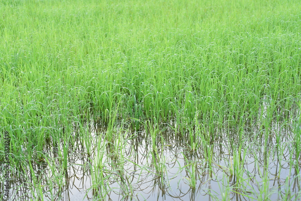 Green rice fields Use as wallpaper Green rice fields Use as wallpaper