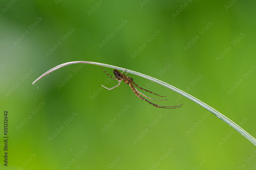 Araignée sous une partie de plante et attendant une proie. Fond vert et bokeh naturel avec de la place. Araignée sous une partie de plante et attendant une proie. Fond vert et bokeh naturel avec de la place.