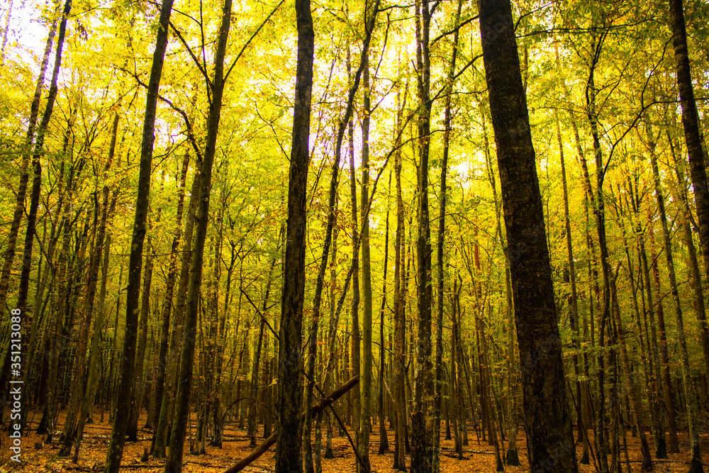 Obraz premium sunset in the woods