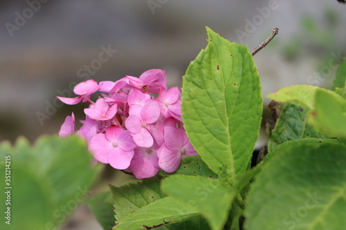 Beautiful pink hydrangea flower  flora of Sikkim himalaya  India