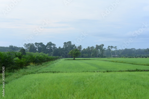 The rice fields are growing, beautiful green fields. © tharathip