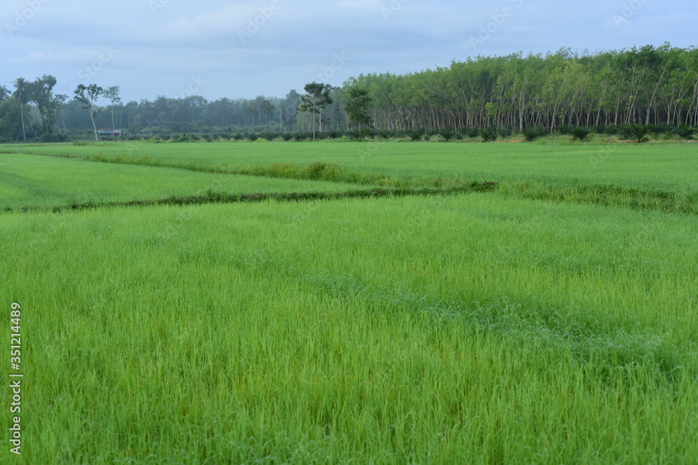 Green rice fields Use as wallpaper