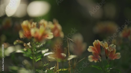 Rack focus shot of a flower in the park sunshine (120fps conformed to 60fps) photo