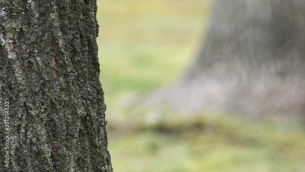 Obraz premium 太い木の幹