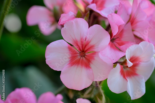 Geranium flowers in the spring