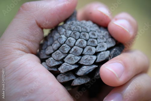 hand holding a pine cone