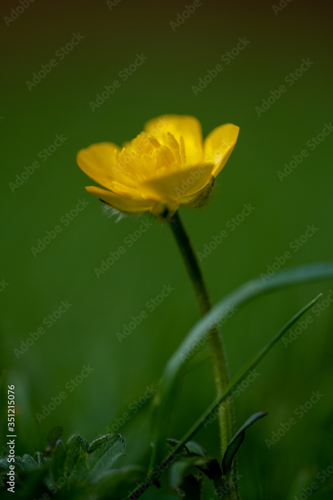 The Ranunculus or Buttercup to you and me The Ranunculus or Buttercup to you and me