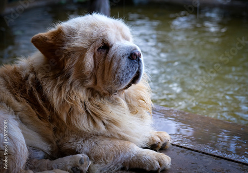 a dog on a raining day