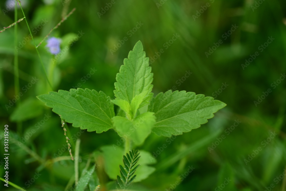 Closeup photos of green leaves Closeup photos of green leaves