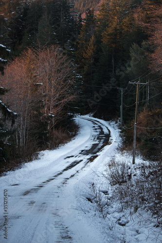 winter road in the forest
