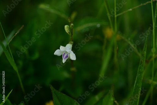 Closeup photos of green leaves © tharathip