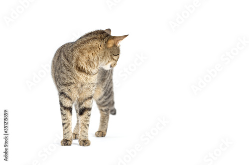 Adult tabby cat standing isolated on white background