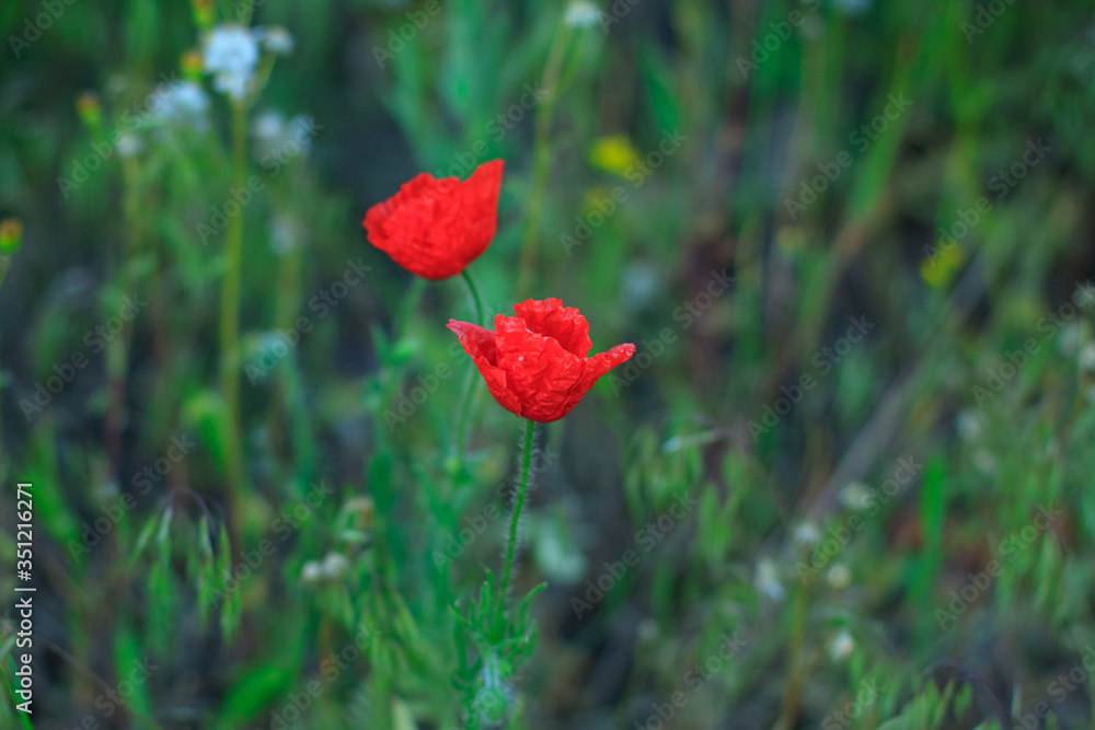 Fototapeta premium Red flower in the natural environment 