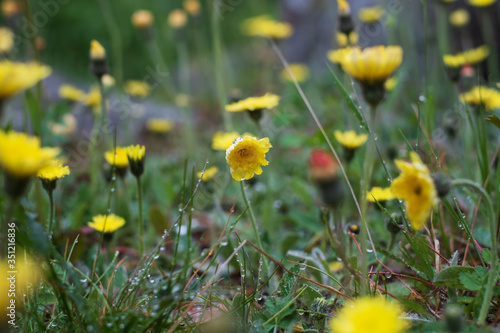 Autumn Hawkbit on field close up or Scorzoneroides autumnalis photo