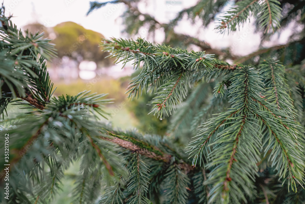 A branch of a fir tree or fir tree, a coniferous tree close-up, raindrops A branch of a fir tree or fir tree, a coniferous tree close-up, raindrops