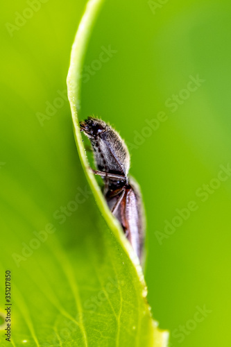 The click beetle or snap jack ( Elateridae )