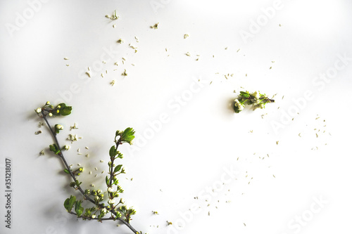 Fototapeta Naklejka Na Ścianę i Meble -  White petals of flower are scattered on the white surface