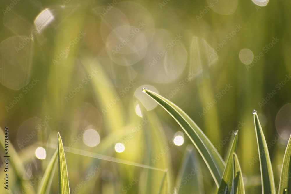 Fototapeta premium Grass field wallpaper in sunny morning