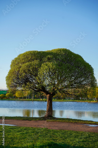 A lone tree with a beautiful green crown on the lake shore