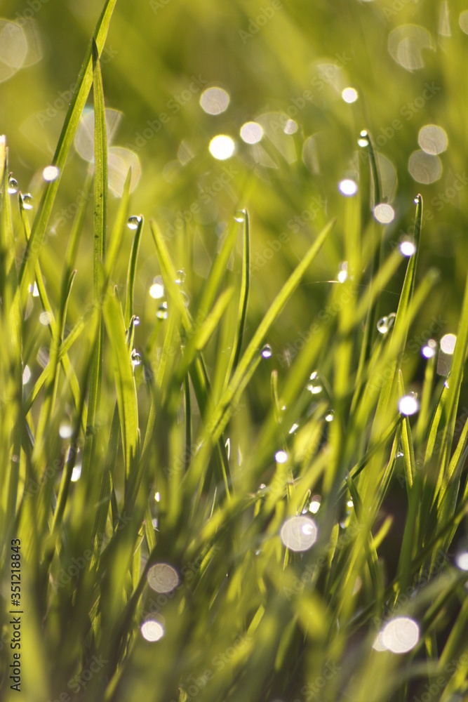 Fototapeta premium Grass field wallpaper in sunny morning