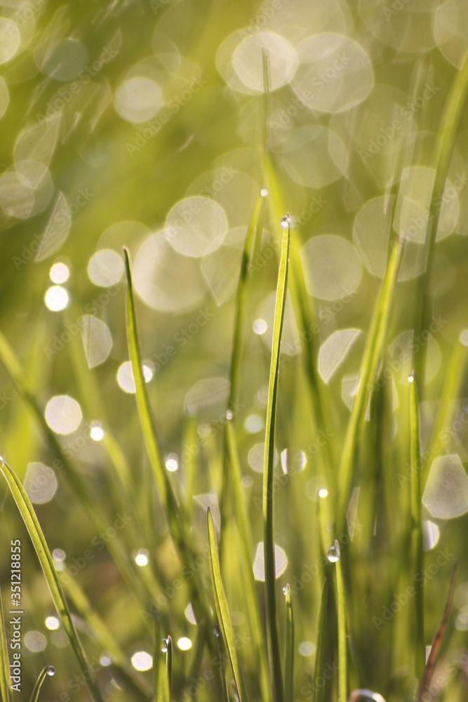 Fototapeta premium Grass field wallpaper in sunny morning