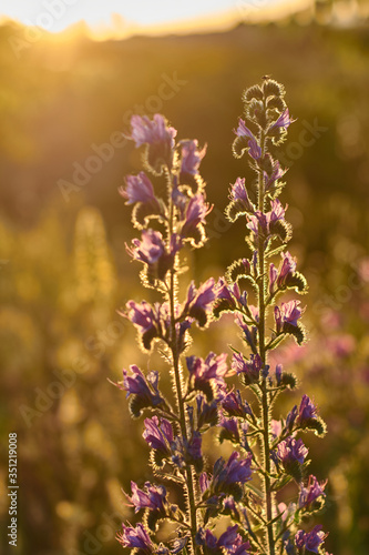 Purple flowers in a sunset. In the Meaques-Retamares area of Madrid. Spain