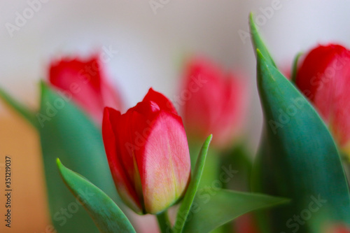 Colorful tulips In the spring