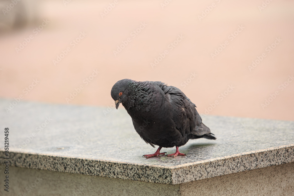 Obraz premium Dove walks on a gray granite