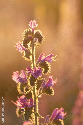 Purple flowers in a sunset. In the Meaques-Retamares area of Madrid. Spain