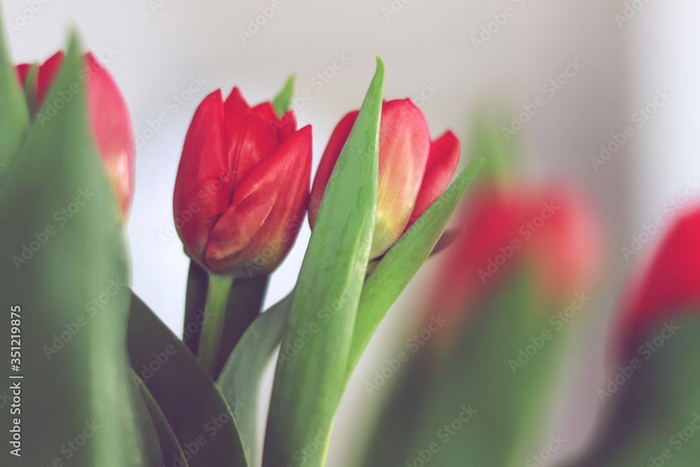 Colorful tulips In the spring Colorful tulips In the spring