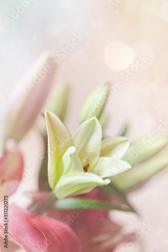 Dream like white Asiatic Lily growing among pink lilies.