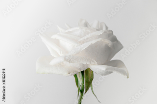 white rose on white background.