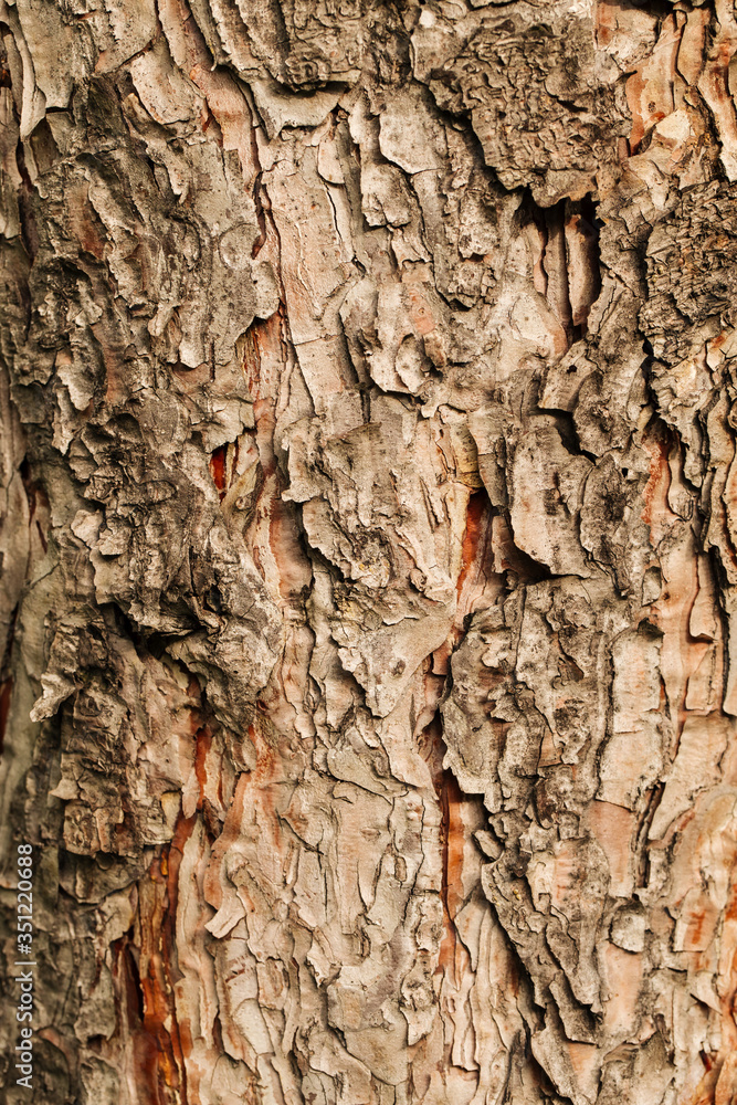 Closeup macro dry tree bark texture background Closeup macro dry tree bark texture background