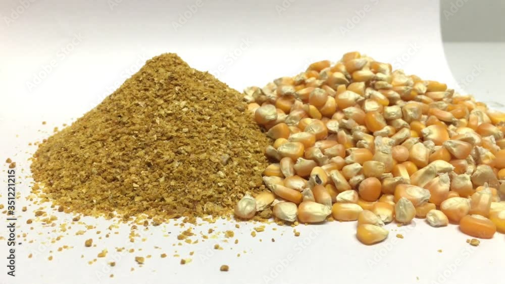 Yellow gold Corn Distiller's dried grains with solubles (DDGS) and corn grains are the nutrient rich co-product of dry -milled ethanol .The biofuel plants are a growing source Yellow gold Corn Distiller's dried grains with solubles (DDGS) and corn grains are the nutrient rich co-product of dry -milled ethanol .The biofuel plants are a growing source