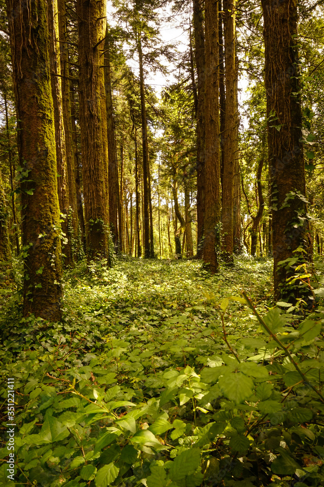 Obraz premium Mysterious forest with old trees in a natural park. Old wood trees.