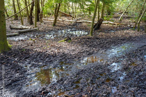 Photos Muddy waterlogged puddle in woodland